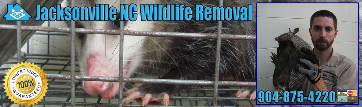 Jacksonville Wildlife and Animal Removal
